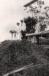 Para ořechy sklizené z údolí Amazonky, 1900 od Unbekannt