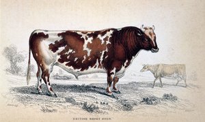 Britský krátký roh, 1839 od Unbekannt