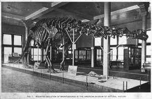 Kostra Brontosaura, Americké muzeum přírodní historie, New York, USA, počátek 20. století od Unbekannt