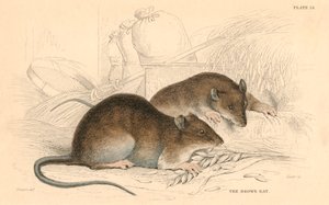 Krysa hnědá Rattus rattus, 1828 od Unbekannt