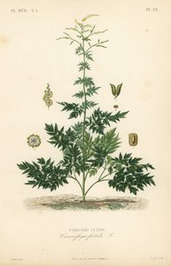 Bugbane nebo cohosh, Actaea cimicifuga, Cimicifuga foetida, Cimicaire fetide od Unbekannt