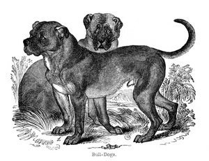 Buldok, 1848 od Unbekannt