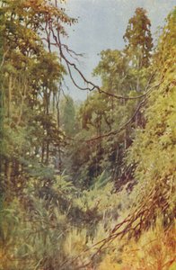 Barmská džungle, 1924 od Unbekannt