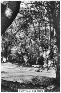 Burnham Beeches, Buckinghamshire, 1937 od Unbekannt