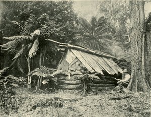 Bush Hut, Dandenong Ranges, Victoria, 1901. od Unbekannt