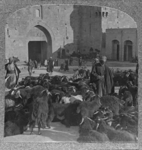 Nákup koz u Damašské brány, Jeruzalém, 1900 od Unbekannt