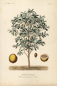 Muškátový oříšek kalabasa, Monodora myristica, Monodore aromatique od Unbekannt