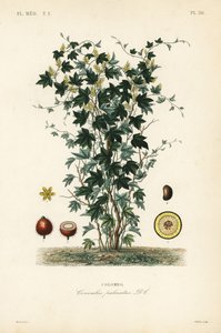 Calumba strom, Jateorhiza columba, Cocculus palmatus, Colombo od Unbekannt