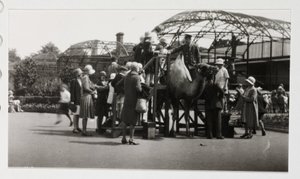 Jízda na velbloudu, c 1930 od Unbekannt