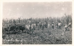 Řezání třtiny, c1930 od Unbekannt