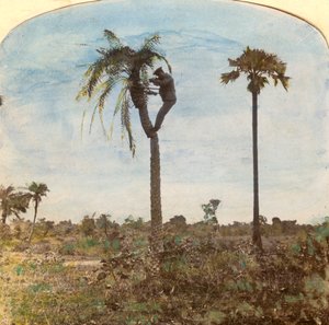 Kapitán Osman střílí ze stromu pomocí popruhů, Indie, 1900 od Unbekannt