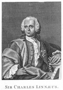 Carolus Linnaeus, švédský přírodovědec 18. století od Unbekannt