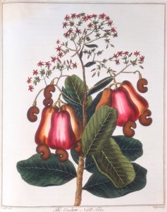Kešu ořechy - Anacardium occidentale, c1798 od Unbekannt