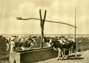 Dobytek pije u koryta, Burgenland, Rakousko, c1935. od Unbekannt