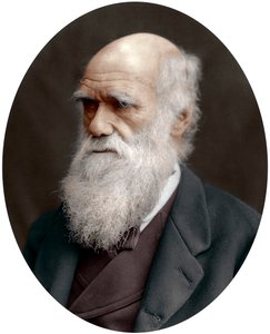 Charles Darwin , britský přírodovědec, 1878 od Unbekannt