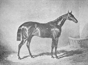 Karel XII., vítěz St. Leger 1839, 1911 od Unbekannt