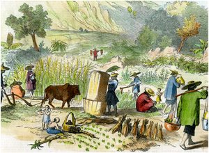 Čínská sklizeň, Hong Kong, c1875 od Unbekannt