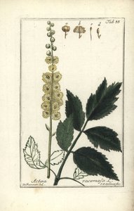 Cimicifuga Cimicifuga racemosa nebo Black Cohosh, Actaea racemosa (actee a grape) od Unbekannt