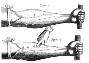 Cirkulace krve, 1628 od Unbekannt