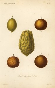 Citrusové plody, ovoce žánru citrusů od Unbekannt