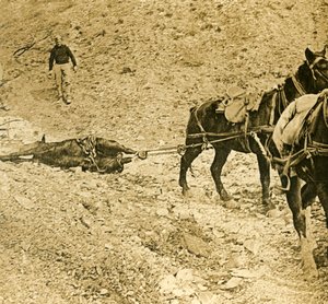 Čištění bojiště, c1914-c1918 od Unbekannt