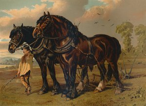 Clydesdale Stallion & Mare, c1879. od Unbekannt