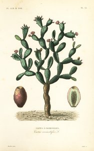Košilový kaktus, Nopalea cochenillifera, Opuntia cochenillifera, Cactus cochenillifer, Cactus coccinellifer, Cactus a cochenilles od Unbekannt