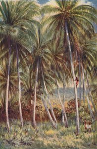 Kokosové palmy v severním Queenslandu, 1923. od Unbekannt