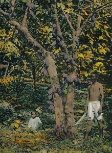 Kakao v plném rozsahu, Trinidad a Tobago, c1914. od Unbekannt