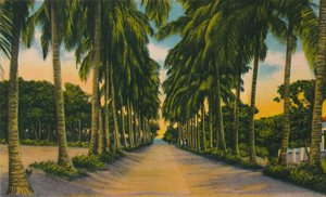 Coconut Avenue, Barranquilla, 1940, od Unbekannt