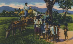 Coconut Vendor, Trinidad, B.W.I., c1940s. od Unbekannt