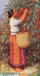 Káva, 1. - Gathering the Berries, Východní Indie, 1928 od Unbekannt