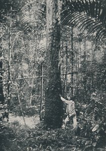 Sběratelství kaučuku, 1916 od Unbekannt