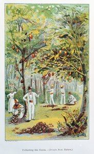 Sběr kakaa, Venezuela, 1892 od Unbekannt