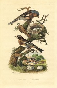Pěnkava obecná, Fringilla coelebs, hnízdo a vejce a ostružiní, Fringilla montifringilla s vejci Pinson commun et Pinson d