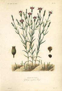 Kukuřičná mušle, Agrostemma githago, Githago segetum, Nielle des bles, ručně kolorovaná ocelorytina L od Unbekannt