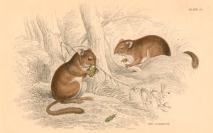 Plch obecný Muscardinus arvellanarius, hibernující hlodavec, 1828 od Unbekannt