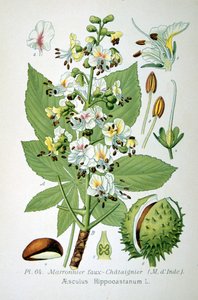 Jírovec obecný, 1893 od Unbekannt