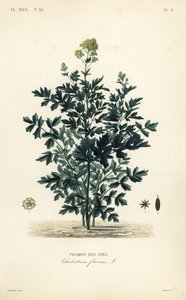 Rua luční obecná, Thalictrum flavum, Pigamon des pres od Unbekannt