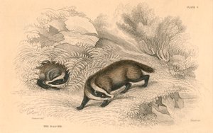 Obyčejný nebo euroasijský jezevec Meles meles, 1828 od Unbekannt