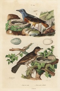 Drozd skalní s hnízdem a vejci, Monticola saxatilis a drozd zpěvný s hnízdem a vejci, Turdus philomelos od Unbekannt