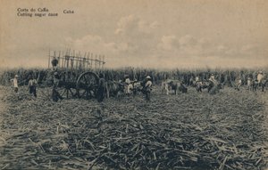 Cana Court - Řezání cukrové třtiny - Kuba, c1910 od Unbekannt