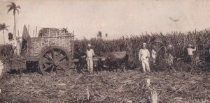 Corte de Canna. - Sbírání cukrové třtiny. Kuba, C1900 od Unbekannt