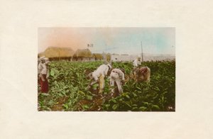 Cosecha de tabaco. - Tabacco Plantation., c1910 od Unbekannt