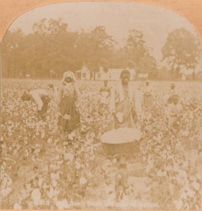 Sběr bavlny, c1900 od Unbekannt