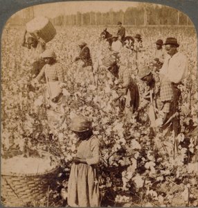 Bavlna je král - plantážní scéna se sběrači v práci. Gruzie, 1900 od Unbekannt