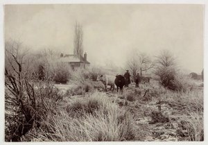 „Krávy v mrazivém poli“, verze 1890 od Unbekannt