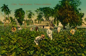 Kuba. Tabákové pole. Tabáková plantáž, 20. léta 20. století od Unbekannt