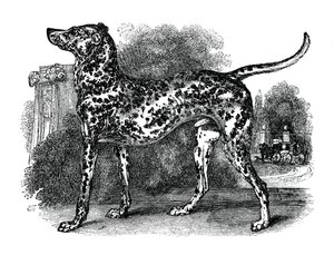Dalmatský pes, 1848 od Unbekannt