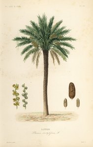 Datlovník, Phoenix dactylifera, Dattier od Unbekannt